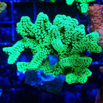 Seriatopora caliendrum Electric Green 1L6