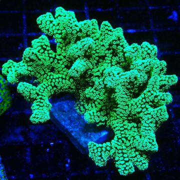 Seriatopora caliendrum Electric Green 1L6