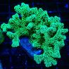 Seriatopora caliendrum Electric Green 1L6