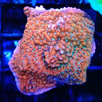 Bouture Snow Montipora plateau 
