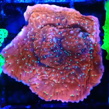 SK Snow Montipora plateau 11H1