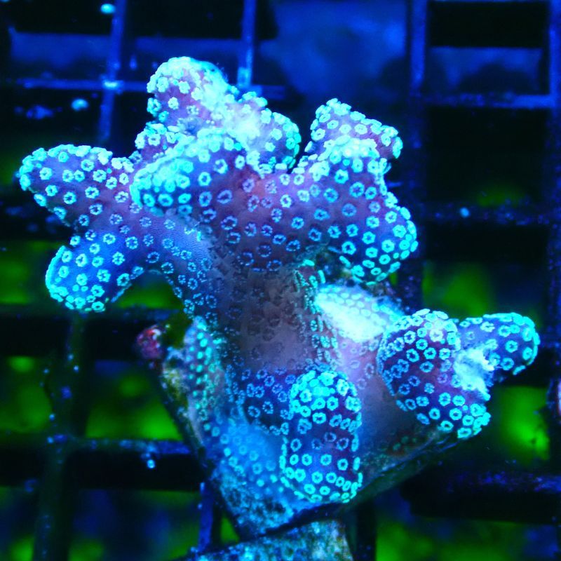 Bouture Stylophora Pink Blue Polyps 