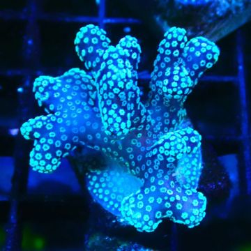 Stylophora Pink Blue Polyps 1J6