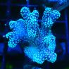 Bouture Stylophora Pink Blue Polyps 