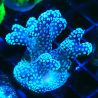 Bouture Stylophora Pink Blue Polyps 