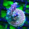 Bouture Acropora Princess 