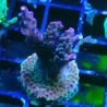 Bouture Acropora Princess 
