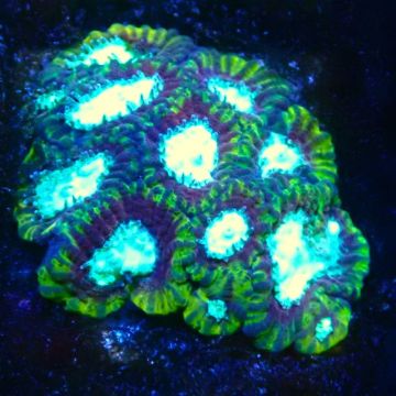 Bouture Favia Ultron