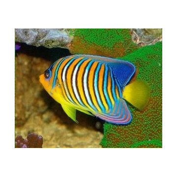 Pygoplites Diacanthus Ocean Indien 11-15 cm