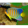 Pygoplites Diacanthus Ocean Indien 11-15 cm