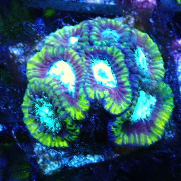 Bouture Favia Ultron