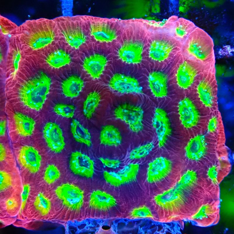 Bouture Favia Vulcania