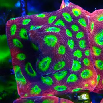 Bouture Favia Vulcania