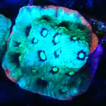 Bouture Favia Strawberry