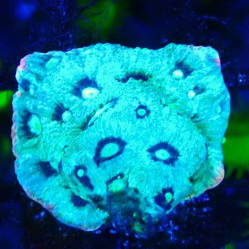 Bouture Favia Strawberry