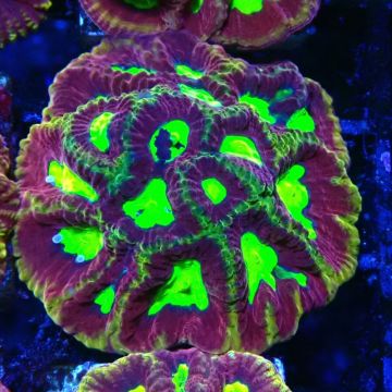 Bouture Favia God of war