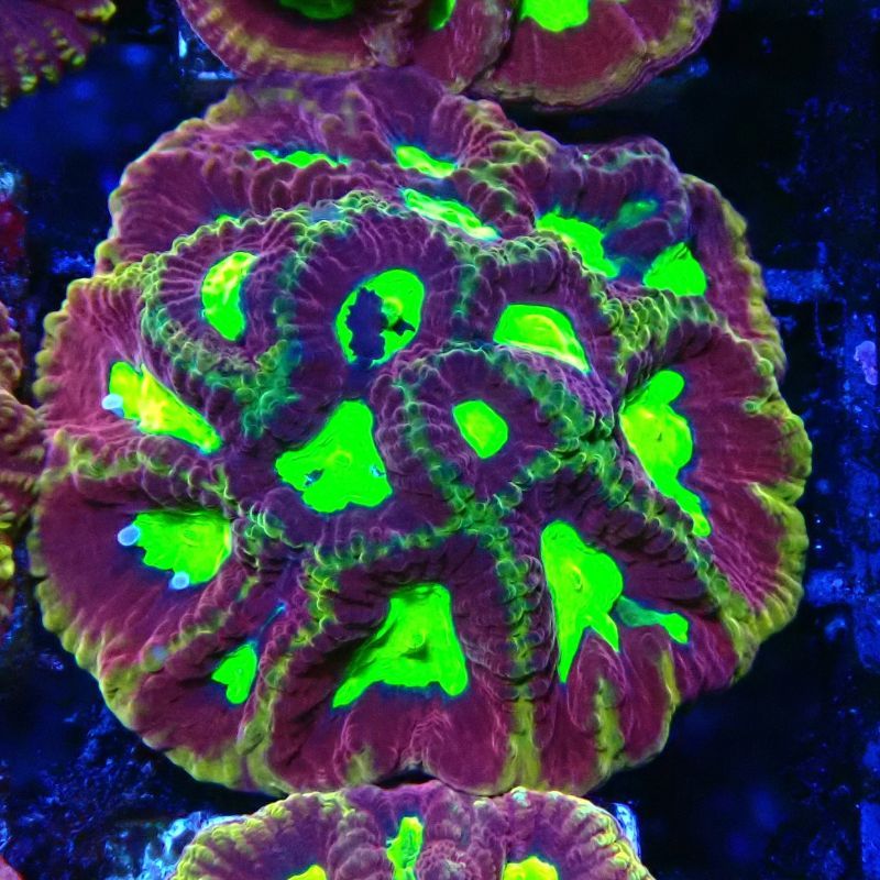 Bouture Favia God of war