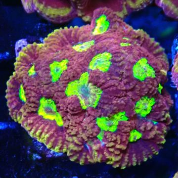 Bouture Favia God of war