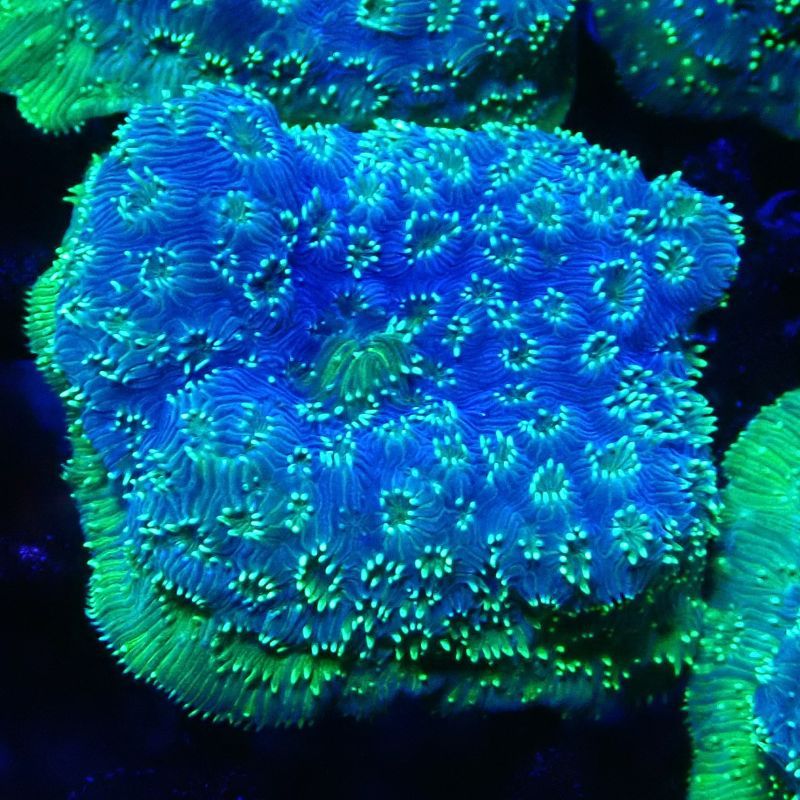 Bouture Pavona Maldivensis vert