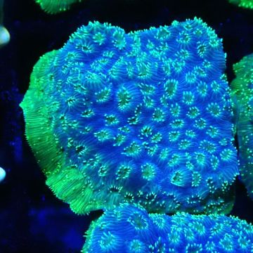 Bouture Pavona Maldivensis vert