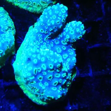 Bouture Pavona Maldivensis vert