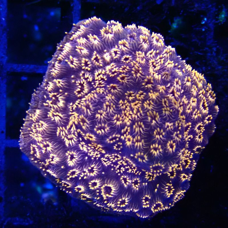 Bouture Pavona Maldivensis orange