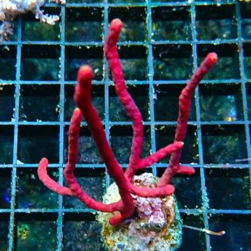 Bouture Gorgone Menella rouge à polypes blancs