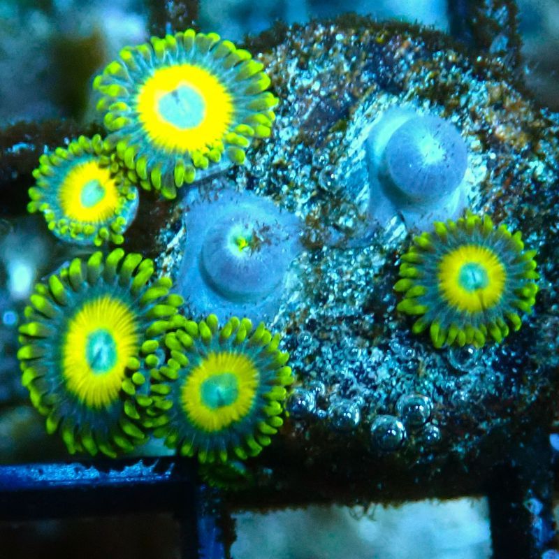 Bouture Zoanthus 'Crambled Eggs'