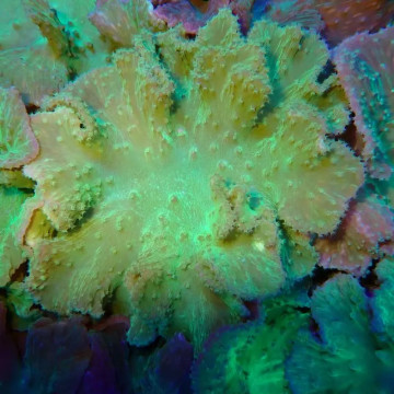 Bouture Sinularia Dura vert