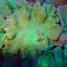 Bouture Sinularia Dura vert 3-5 cm