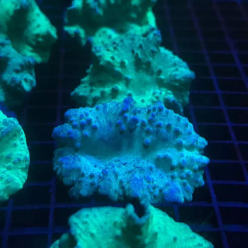 Bouture Sinularia Dura vert