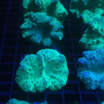 Bouture Sinularia Dura vert