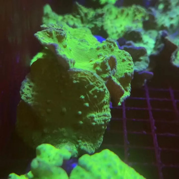 Bouture Sinularia Dura vert