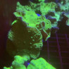 Bouture Sinularia Dura vert 3-5 cm