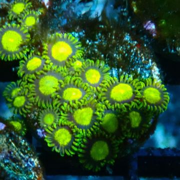 Bouture Zoanthus 'King Midas'