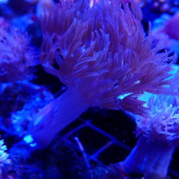 Bouture heteroxenia 4-5 cm
