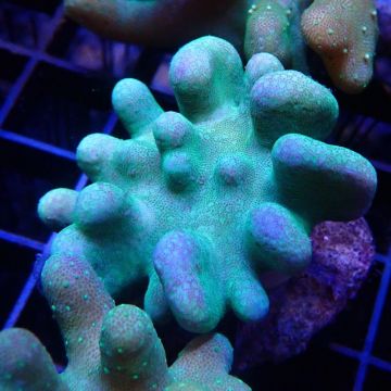 Bouture Lobophytum vert 2-3 cm
