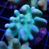 Bouture Lobophytum vert 2-3 cm