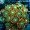 Bouture Zoanthus 'Gatorade'