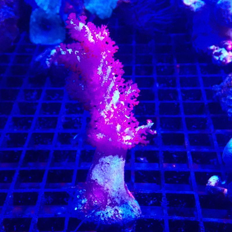 Bouture Dendronephtea rouge (4-6 cm)