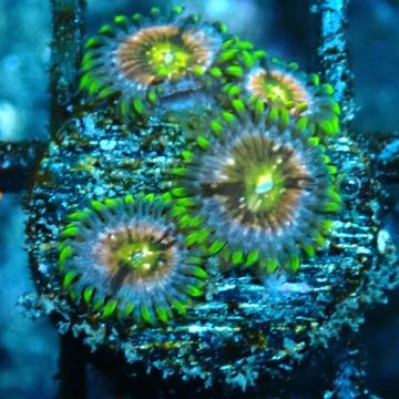 Bouture Zoanthus 'Nirvana'