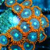 Bouture Zoanthus 'Alpha Omega'