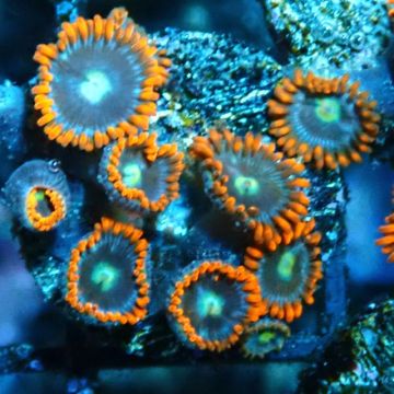 Bouture Zoanthus 'Alpha Omega'