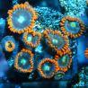 Bouture Zoanthus 'Alpha Omega'