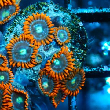 Bouture Zoanthus 'Alpha Omega'