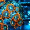 Bouture Zoanthus 'Alpha Omega'