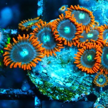 Bouture Zoanthus 'Alpha Omega'