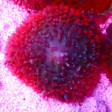 Bouture Rhodactis Sanctithomae rouge