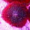Bouture Rhodactis Sanctithomae rouge