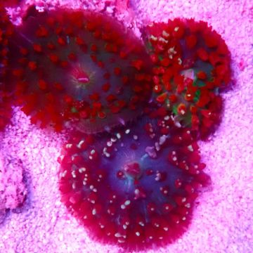 Bouture Rhodactis Sanctithomae rouge